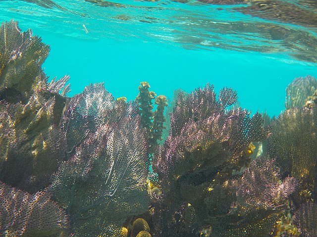 Belize Barrier Reef